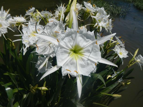 The rare Cahaba Lily in bloom in the Cahaba River Shoals in central Alabama 