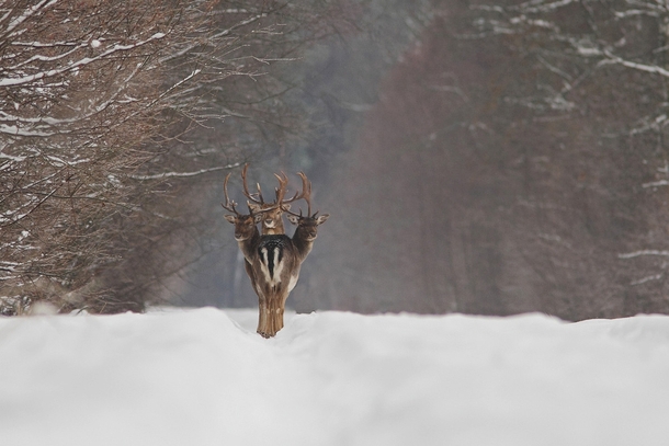 The rare three-headed deer - three elk in single file in a snowy forest 