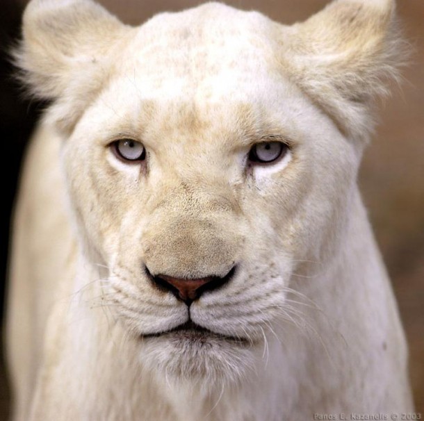 The Rare White Lion Of South Africa 