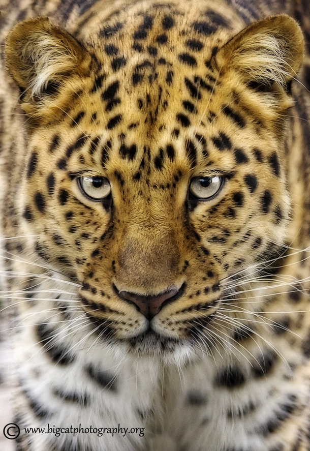 The rarest of all the big cats the Amur Leopard lives in the far east of Russia close to the Chinese border They are critically endangered with maybe as few as  remaining in their natural habitat 