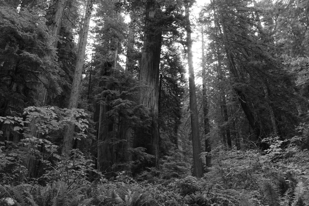 The Redwood Forests of Northern California photographs cannot do justice to their size 
