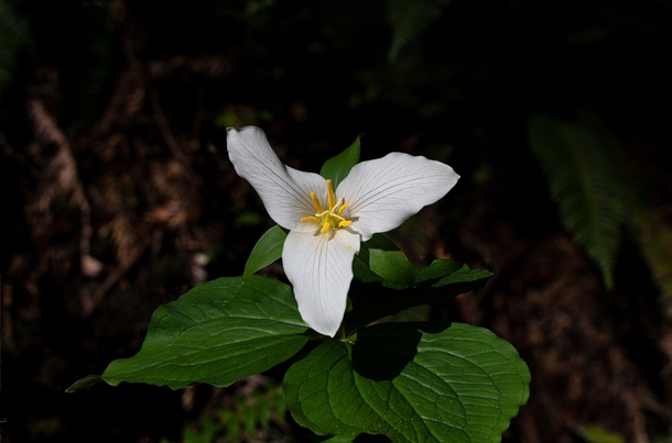 The Redwoods were exploding with Trilliums T ovatum this past week OC