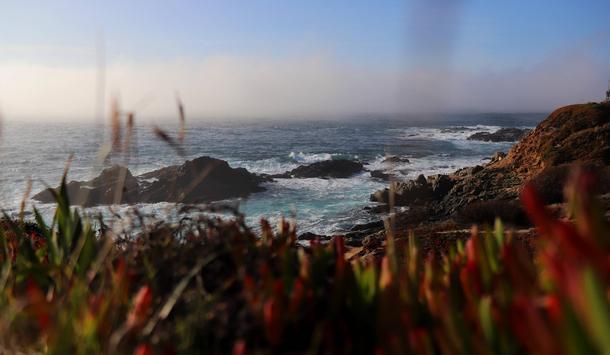 The sea in bloom Monterey California 