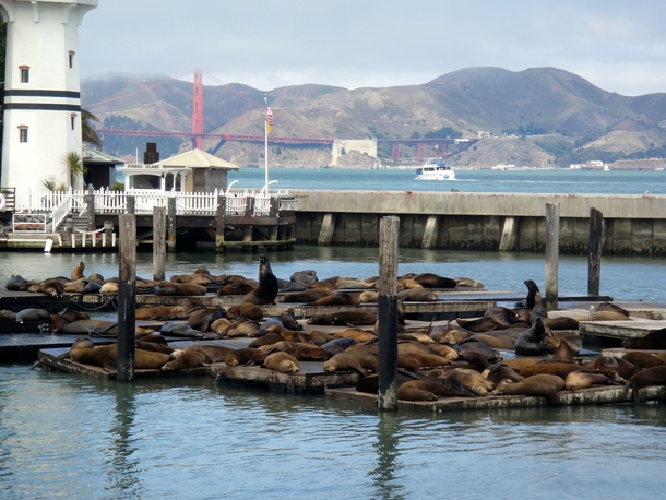 The Sea Lions of Pier  in San Francisco Zalophus californianus 