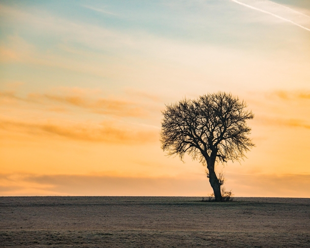 The simple things and their beauty in winter - a tree at sunrise in Northern Bavaria in Germany  - more of my landscape at insta glacionaut