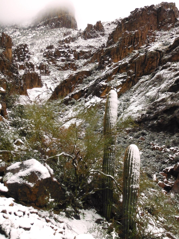 The Snow Meeting the Desert Arizona 