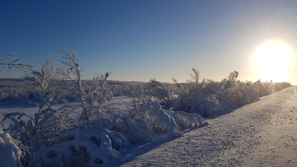 The snowy forest and newly returned sun The long dark time in northern Norway Finnmark is over Taken around noon today by the road towards Karasjok 