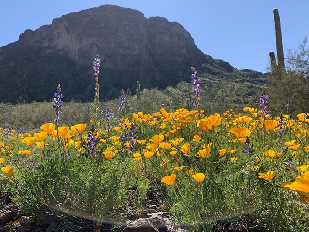 The spectacular combination of Lupine and Mexican Poppies blooming at Picacho Peak State Park Arizona  x