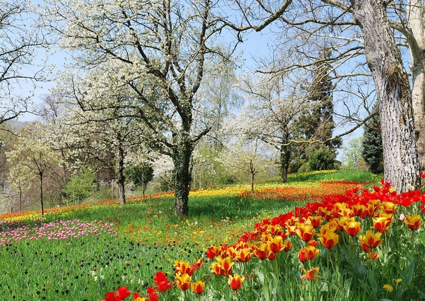 The Spring path at the island of Mainau Germany during the tulip blooming 