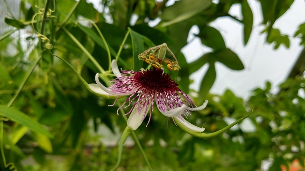 The strange but wonderful P Junquierae aka spiderlegs passiflora passionflower passifloraceae