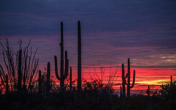 THE SUN SETS behind saguaros in Organ Pipe Cactus National Monument in Arizona