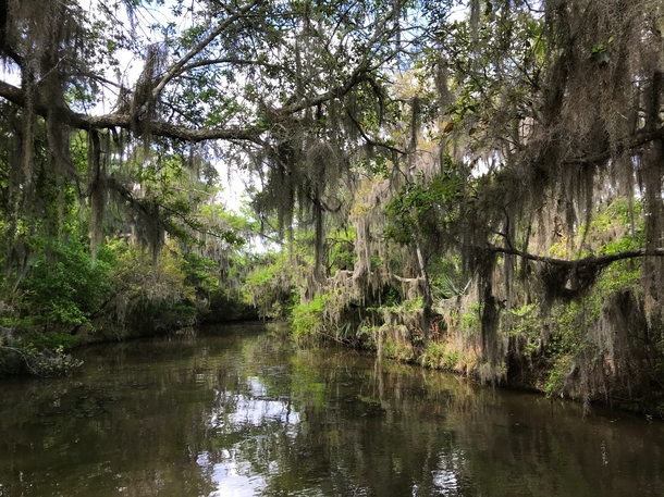 The swamp in Jean Lafitte National Preserve outside New Orleans Louisiana 
