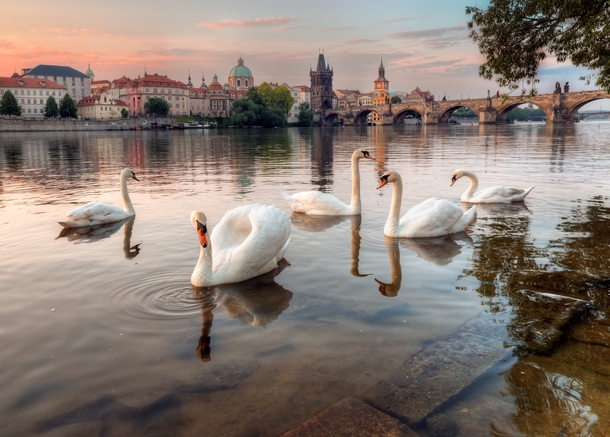 The swans of Prague  Photo by Alexander Atoyan