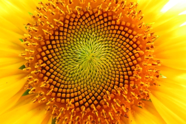The symmetry of a sunflower 