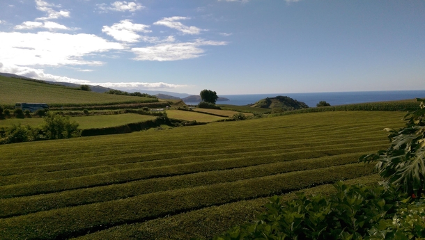The tea fields of So Miguel Island 