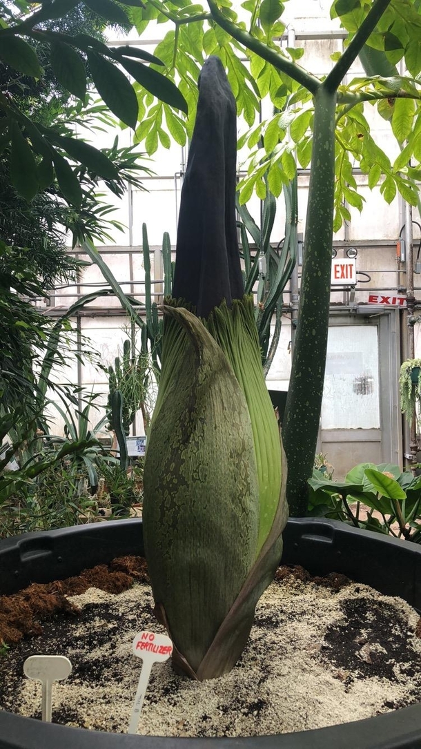 The Titan Arum aka Corpse Flower Amorphophallus titanum McMaster University one of the tallest flowers in the world close to blooming 