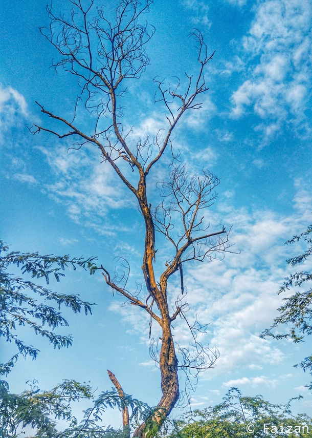 The tree looks like a lightening strike into the sky Delhi India 