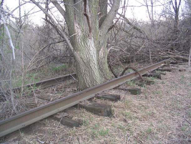 The tree that could stop a train Abandoned railroad bed in Inver Grove Heights MN 