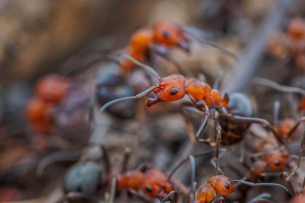 The warming temperatures have awoken these mound ants of the genus Formica 