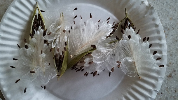 The way these milkweed seed pods are opening is just so beautiful and perfect