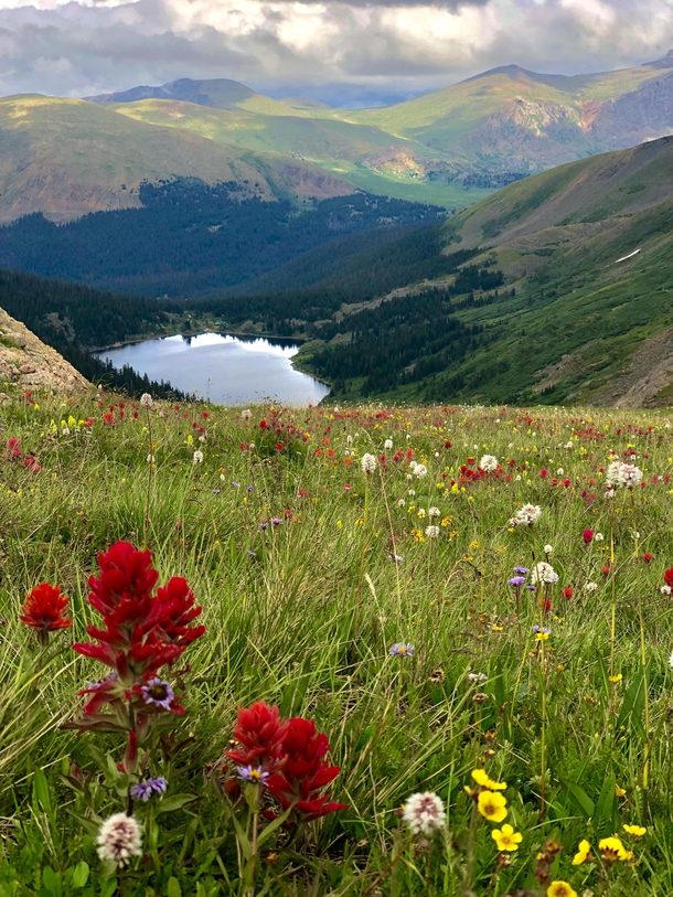 The wild flowers are still popping in Colorado Silver Dollar Lake- Idaho Springs CO 