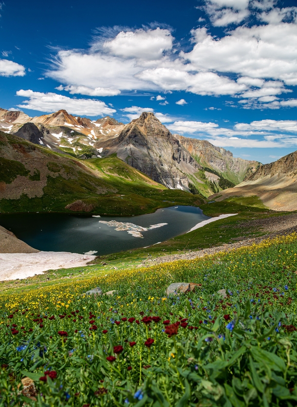 The wildflower season in Colorado this year is the best Ive ever seen  OC IG UofAlec