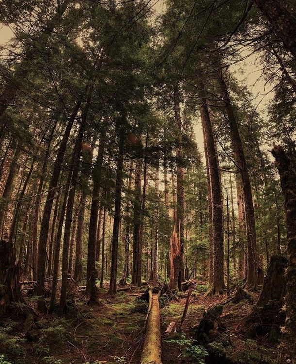 The woods near the Monte Cristo ghost town in northern Washington  x