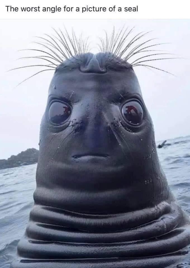 The worst angle for a picture of a seal