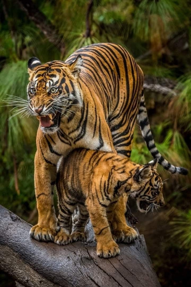 The wrath of s mother A bengal tiger protecting her cub from danger in Jim Corbett National park India