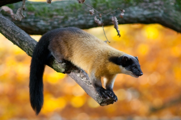 The Yellow-throated Marten also known as the kharza Martes flavigula - 