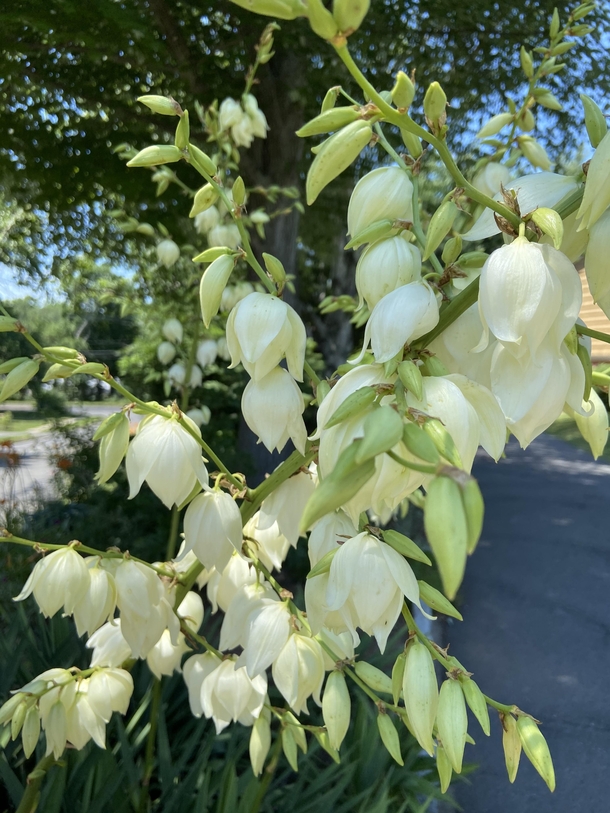 The yucca plants near our house bloomed