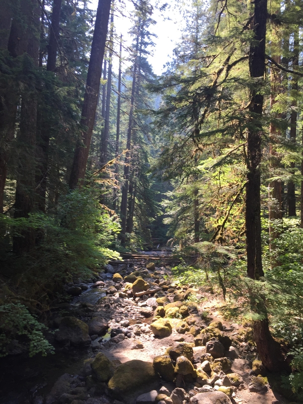 There are no words for how stunning it was to hike through the forests of Washington 