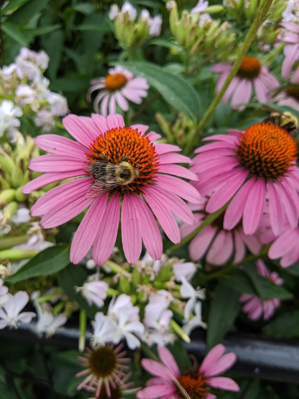 There were so many happy bees in these Echinacea flowers