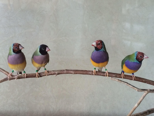 These birds were on display in the lobby of my grandmothers nursing home  