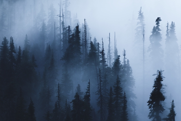 These trees in the fog look like water color ink on a canvas--Olympic National Park Washington 