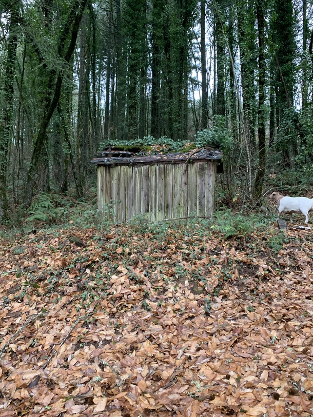 This abandoned outhouse just outside my property