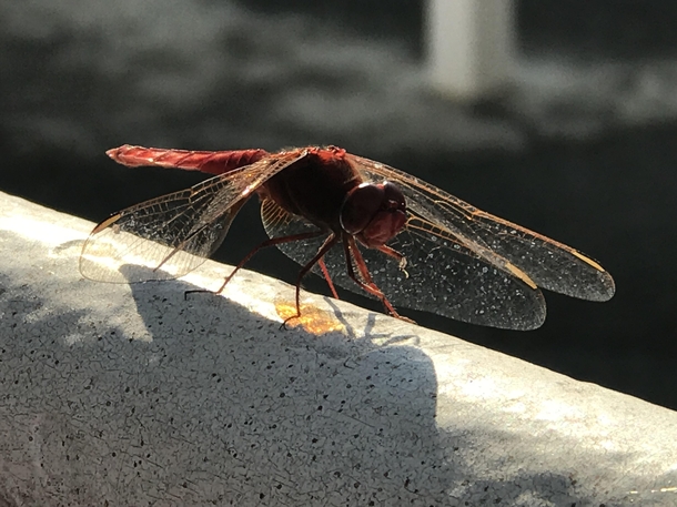 This beautiful bright red Dragonfly landed next to me while I worked in the garden yesterday