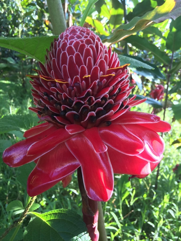 This flower related to ginger in Costa rica