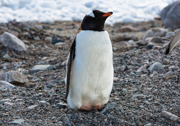 This Gentoo penguin just finished lunch I guess - climbed out of the water walked towards me then decided to take a nap 