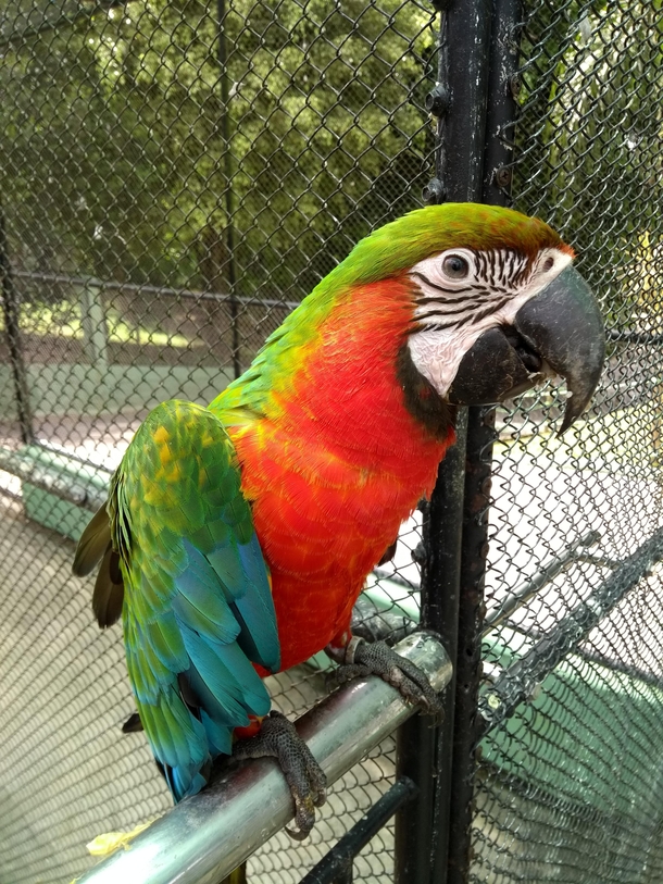 This gorgeous Catalina-Macaw 
