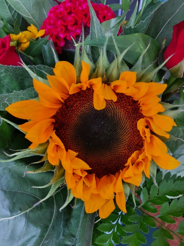 This heart shaped sunflower 