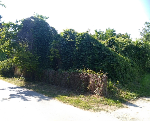 This house is completely covered by plants