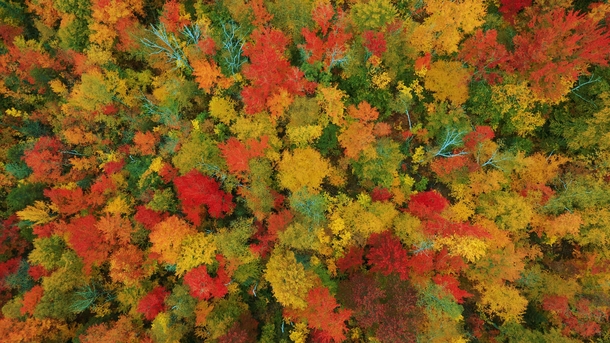 This is Fall Foliage from Groton Vermont 