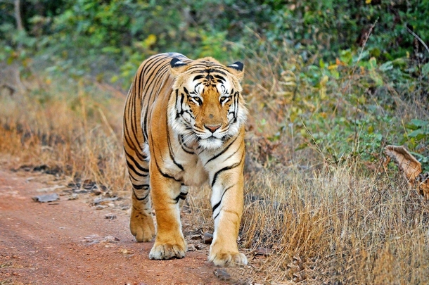 This is Jai from Maharashtra India Hes the largest wild tiger in Asia 