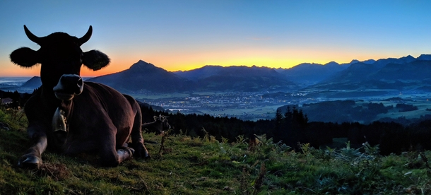 This is what you get when you cant sleep anymore at AM This majestic cow in front of the Allgu Mountains Bavaria Germany 