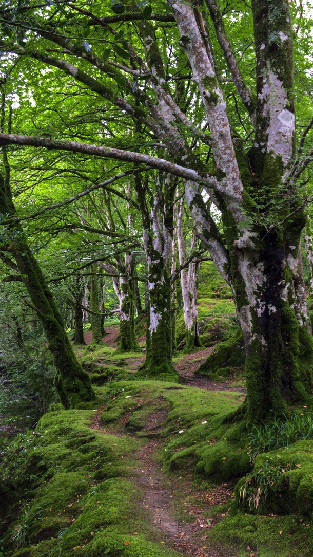 This magical forest in Scotland