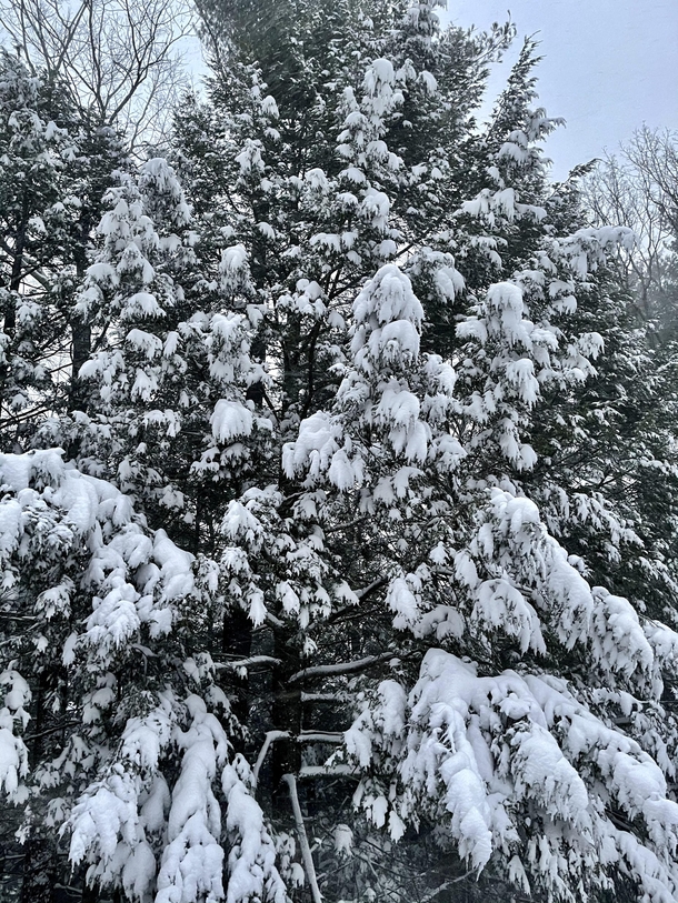 This morning in upstate New York and still snowing 