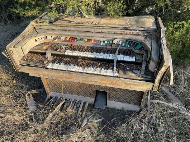 This organ we found on my co-workers land yesterday