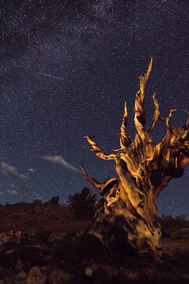 This particular tree is estimated to have lived over  years The intense weather high altitude climate and nutrient poor soil allow the Ancient Bristlecone Pines to thrive in this environment where hardly anything else can survive