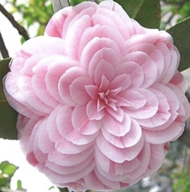 This perfect Camellia flower